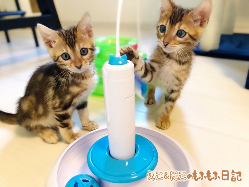 2匹の子猫が遊んでいる