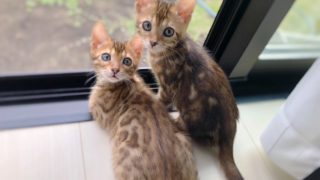 ベンガル猫に決めたきっかけ 猫アレルギーでも飼いやすい猫とは えこにこブログ