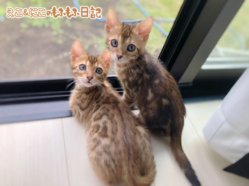 ベンガル猫に決めたきっかけ。猫アレルギーでも飼いやすい猫とは  え 