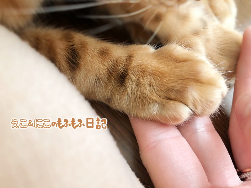 画像アリ お迎え翌日 右手にハゲ発見 猫カビ治療記録 えこにこブログ