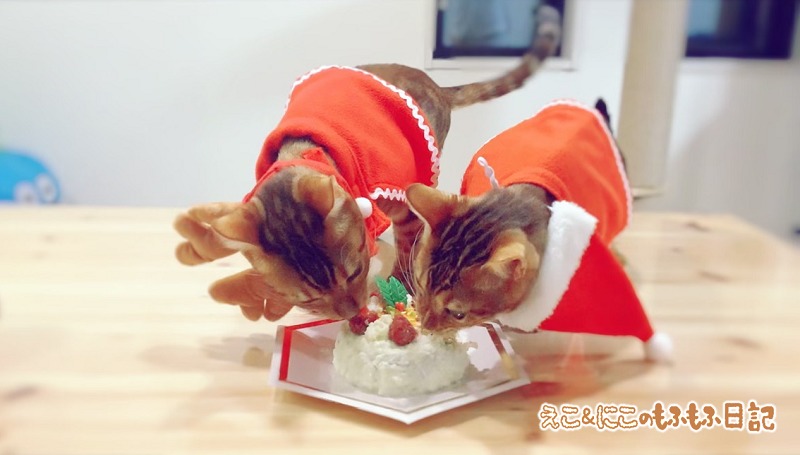 猫用クリスマスケーキを食べるベンガル猫のエコルとニコル