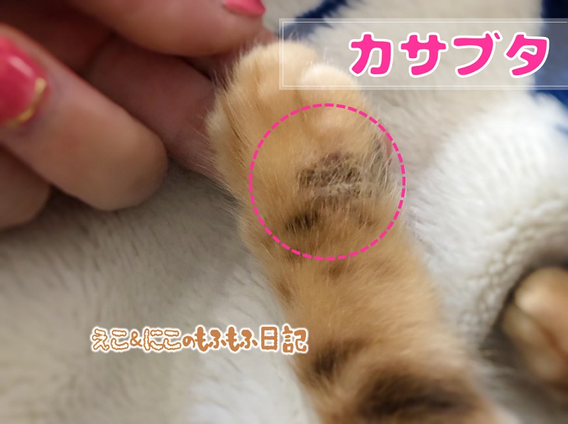 猫カビの症状（カサブタ）