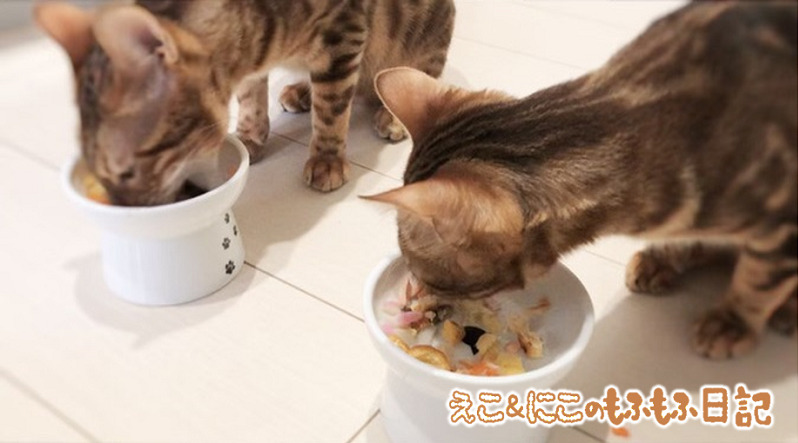 猫用おせちを食べるベンガル猫のエコルとニコル