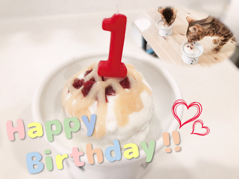 猫用手作り誕生日ケーキ