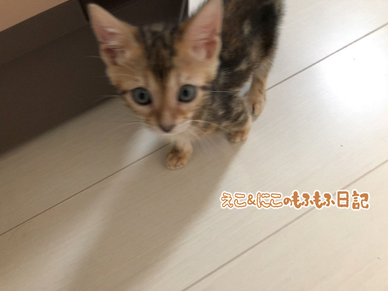 ベンガル子猫のにこるが狙ってる