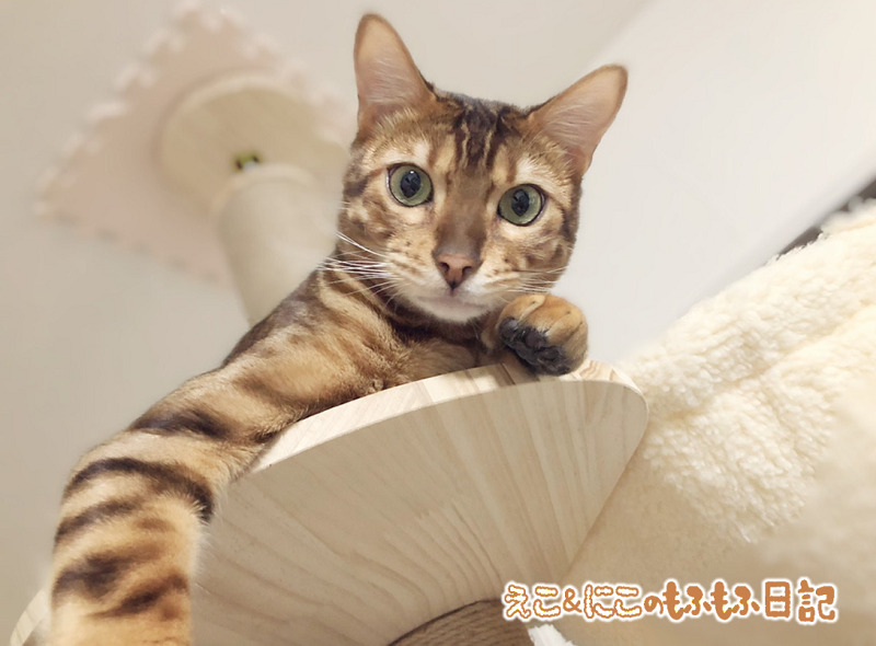 キャットタワーに登ったベンガル猫のエコル