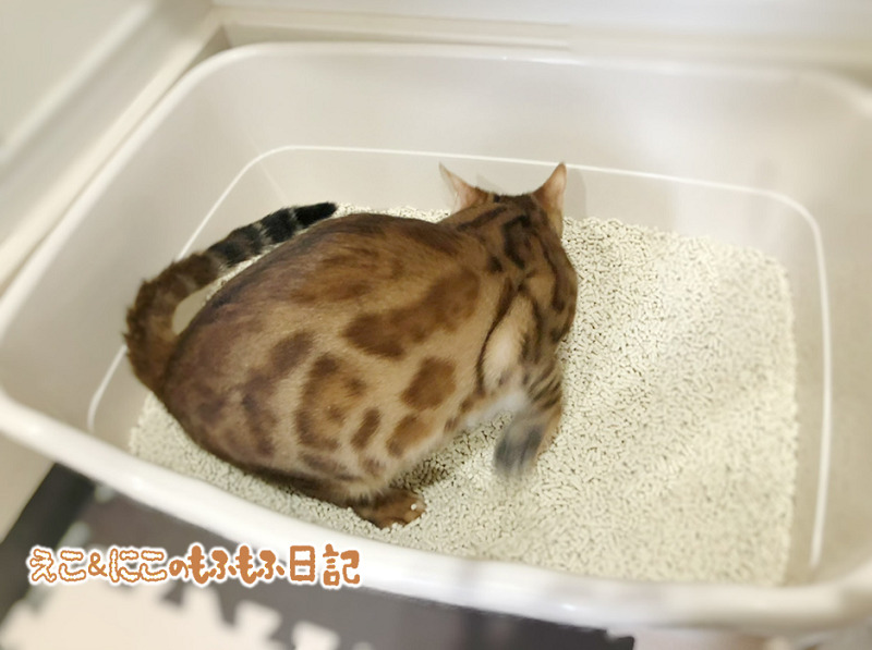 ベンガル猫が猫砂を掘る