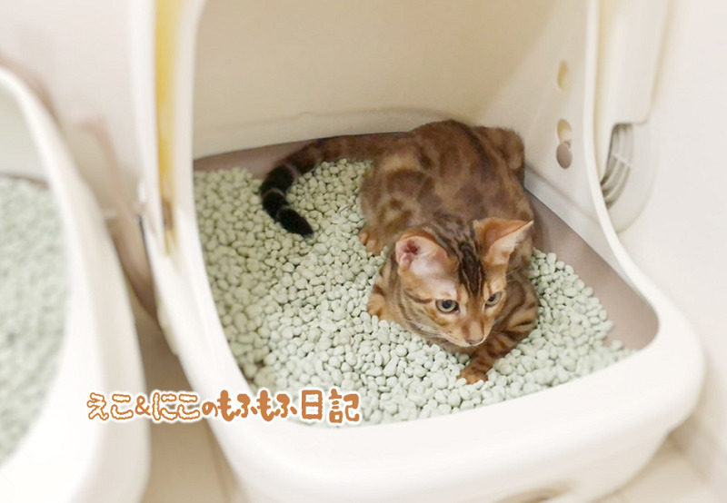 ベンガル子猫がトイレで遊んでいる